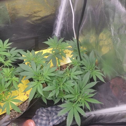 Pinky growlog photo: Ela tá mais robusta que a irmã, galhos mais grossos folhas mais vigorosas... Provavelmente é genética mesmo ela sempre foi mais baixinha ou pode ser pq essa foi podada(?) Estou me inclinando a sempre fzr a poda top das próximas 