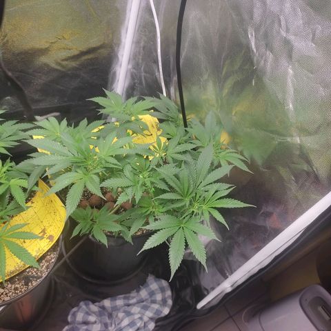 Pinky growlog photo: Ela tá mais robusta que a irmã, galhos mais grossos folhas mais vigorosas... Provavelmente é genética mesmo ela sempre foi mais baixinha ou pode ser pq essa foi podada(?) Estou me inclinando a sempre fzr a poda top das próximas 