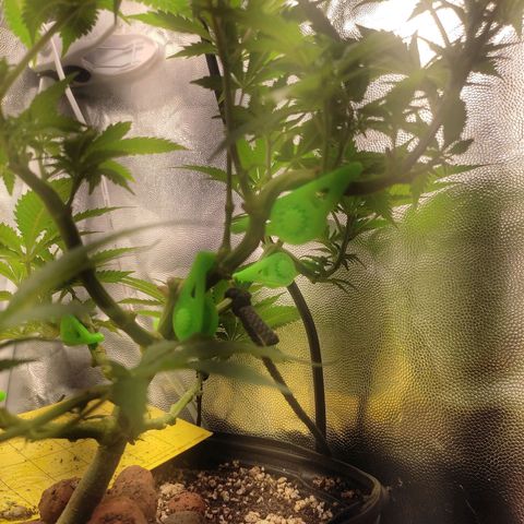 Pinky growlog photo: Ela tá mais robusta que a irmã, galhos mais grossos folhas mais vigorosas... Provavelmente é genética mesmo ela sempre foi mais baixinha ou pode ser pq essa foi podada(?) Estou me inclinando a sempre fzr a poda top das próximas 