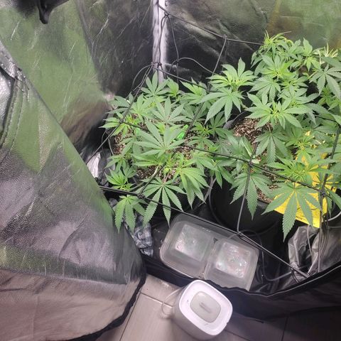 Cerebro growlog timeline photo