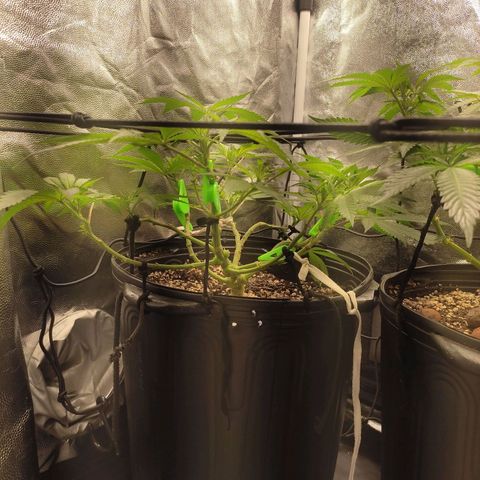 Cerebro growlog timeline photo