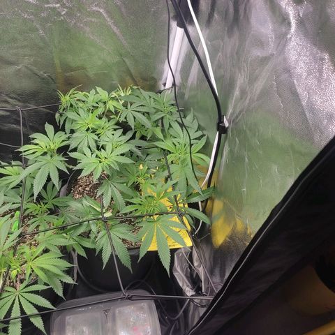 Pinky growlog timeline photo