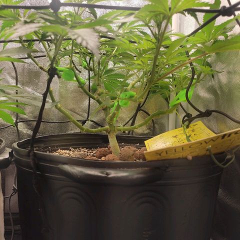 Pinky growlog timeline photo