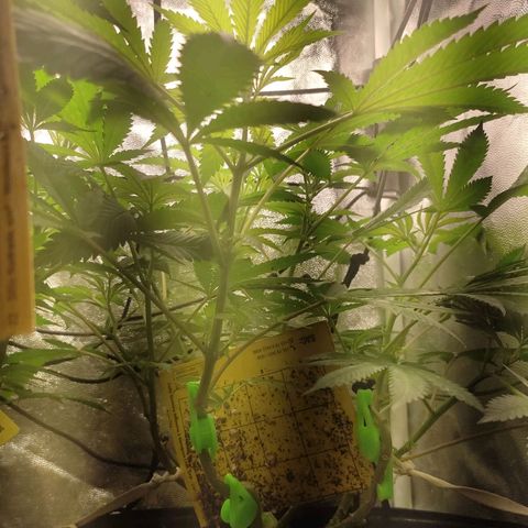 Cerebro growlog timeline photo