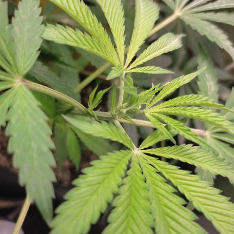 Cerebro growlog timeline photo