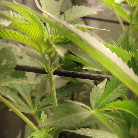 Pinky growlog timeline photo