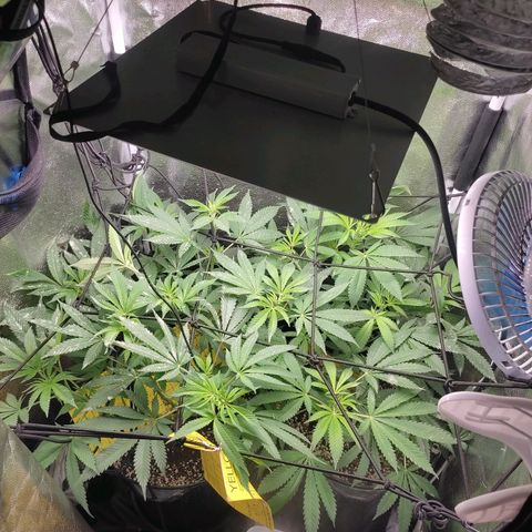 Pinky growlog timeline photo