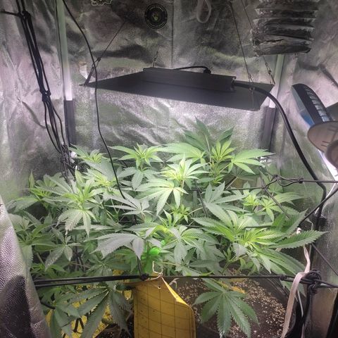 Pinky growlog timeline photo