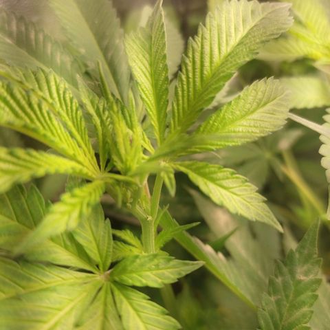 Pinky growlog photo: A que deu mais certo foi ela todas as gemas em cima do scrog