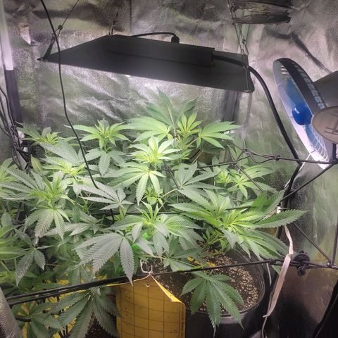 Cerebro growlog photo: Tirei mais 2 galhos q não alcançaram o scrog essa tá c menos gemas, mas a base do caule tá mais grossa ... vamos ver como vai ser essa flora