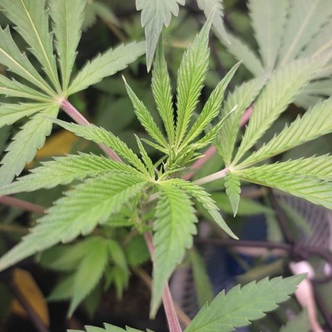 Cerebro growlog timeline photo