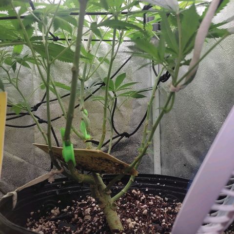 Cerebro growlog timeline photo
