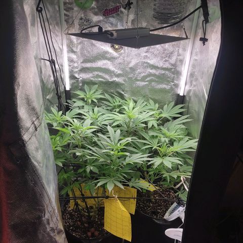 Cerebro growlog timeline photo