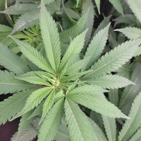Pinky growlog timeline photo
