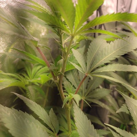 Pinky growlog timeline photo
