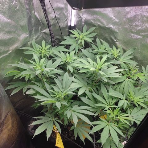 Pinky growlog timeline photo