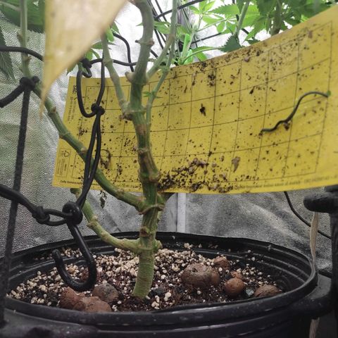 Pinky growlog timeline photo