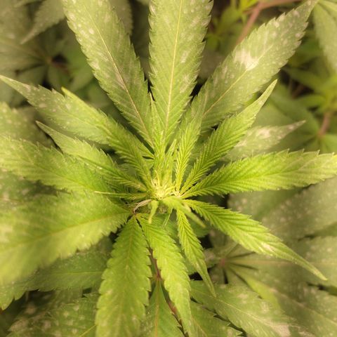 Pinky growlog timeline photo