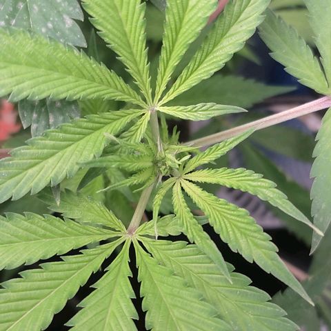Cerebro growlog timeline photo