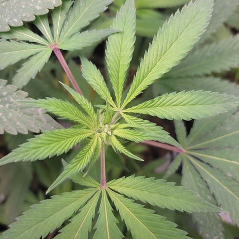 Cerebro growlog timeline photo
