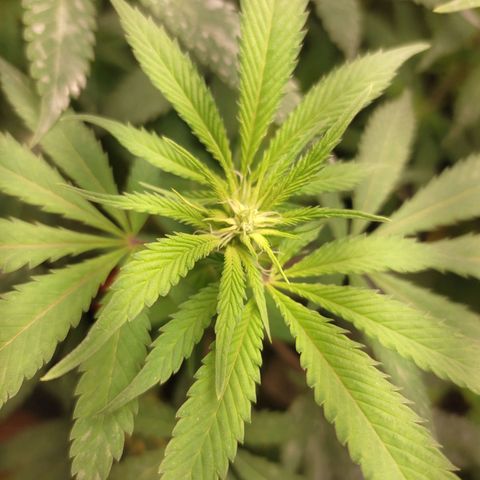 Pinky growlog timeline photo