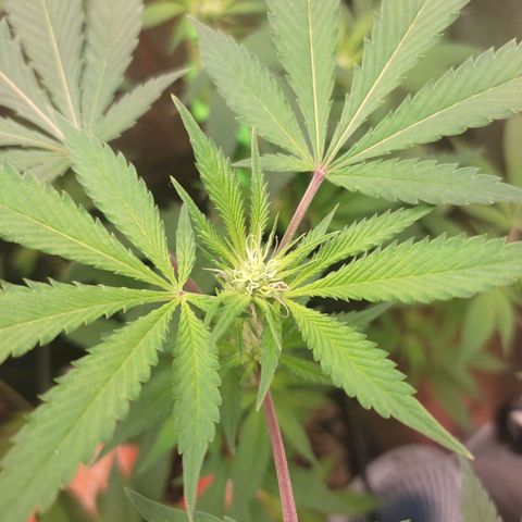 Cerebro growlog photo: Talvez 12 dias reais de floração 