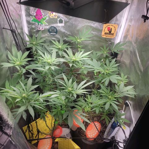 Cerebro growlog photo: Talvez 12 dias reais de floração 