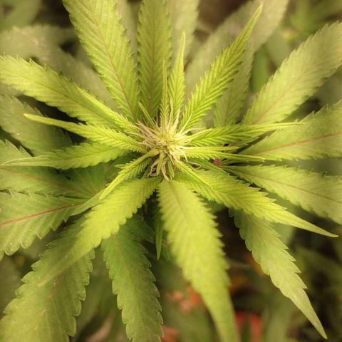 Pinky growlog timeline photo