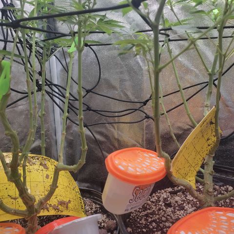 Pinky growlog timeline photo