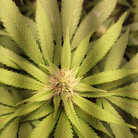 Cerebro growlog photo: 25 dias de flora