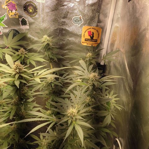 Cerebro growlog timeline photo