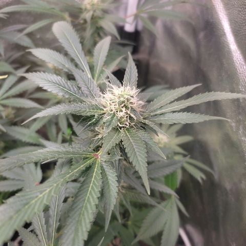 Cerebro growlog timeline photo