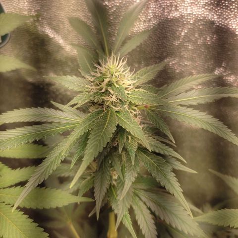 Cerebro growlog timeline photo