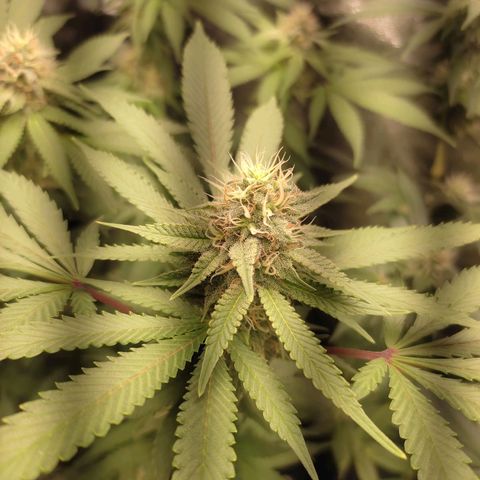 Pinky growlog timeline photo