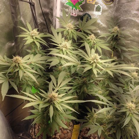 Pinky growlog timeline photo