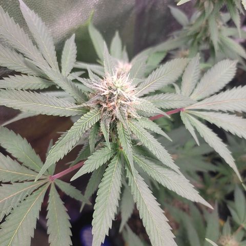 Pinky growlog timeline photo