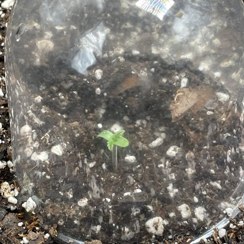 Strawberry lemonade  growlog timeline photo