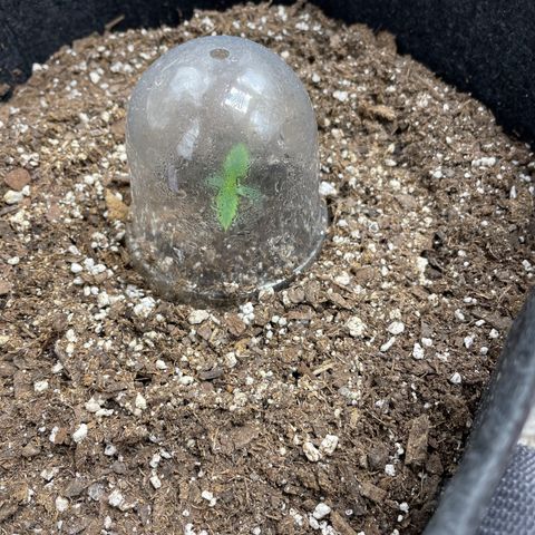 Strawberry lemonade  growlog timeline photo