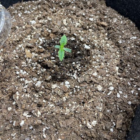 Strawberry lemonade  growlog timeline photo