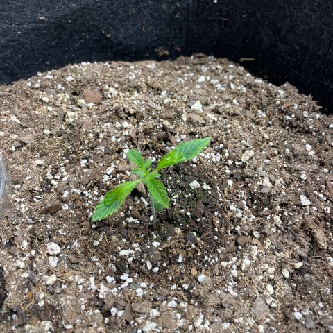 Strawberry lemonade  growlog timeline photo