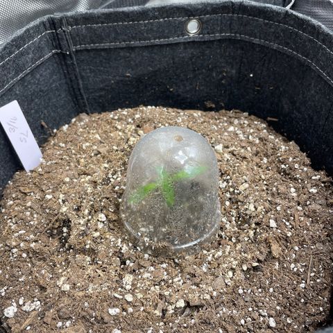Strawberry lemonade  growlog timeline photo