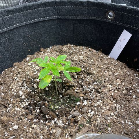 Strawberry lemonade  growlog timeline photo