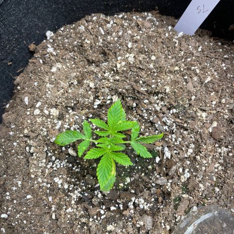 Strawberry lemonade  growlog timeline photo