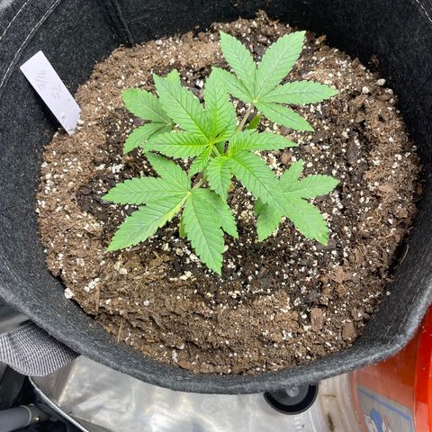 Strawberry lemonade  growlog photo: Topped