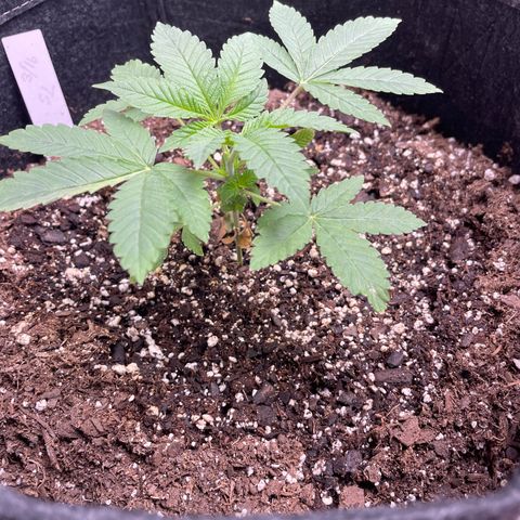 Strawberry lemonade  growlog photo: Topped