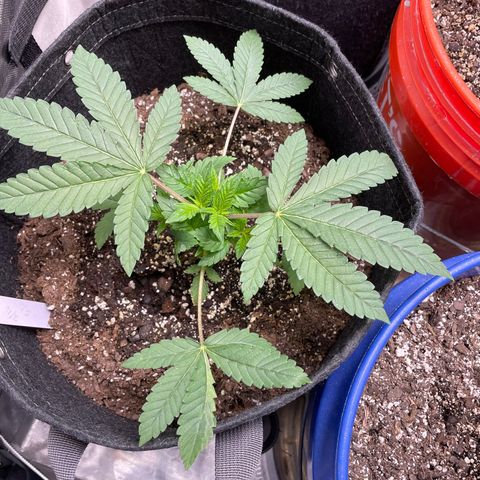 Strawberry lemonade  growlog timeline photo