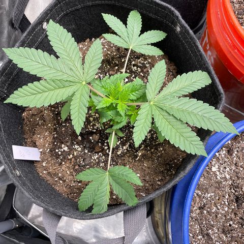 Strawberry lemonade  growlog timeline photo