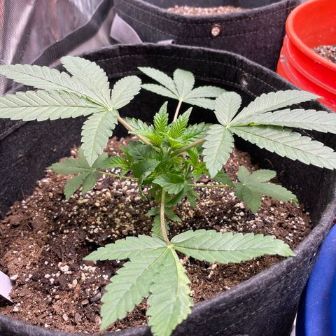 Strawberry lemonade  growlog timeline photo