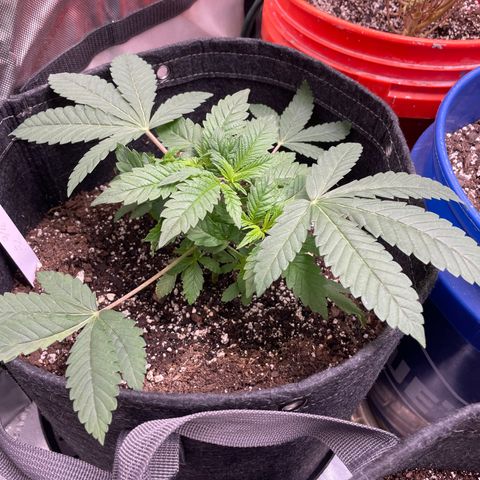 Strawberry lemonade  growlog timeline photo