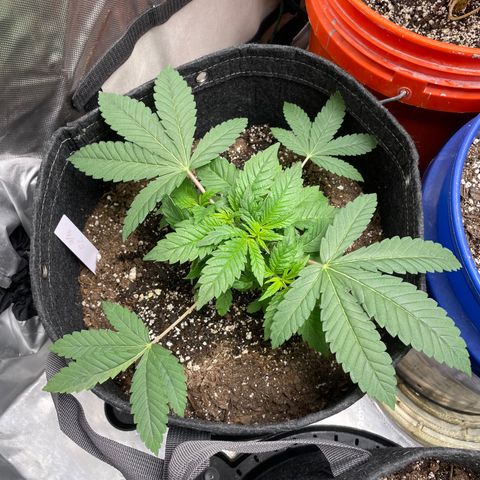 Strawberry lemonade  growlog timeline photo